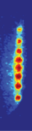 Eight atomic ions trapped in a quantum state in the lab of Dr. Roee Ozeri